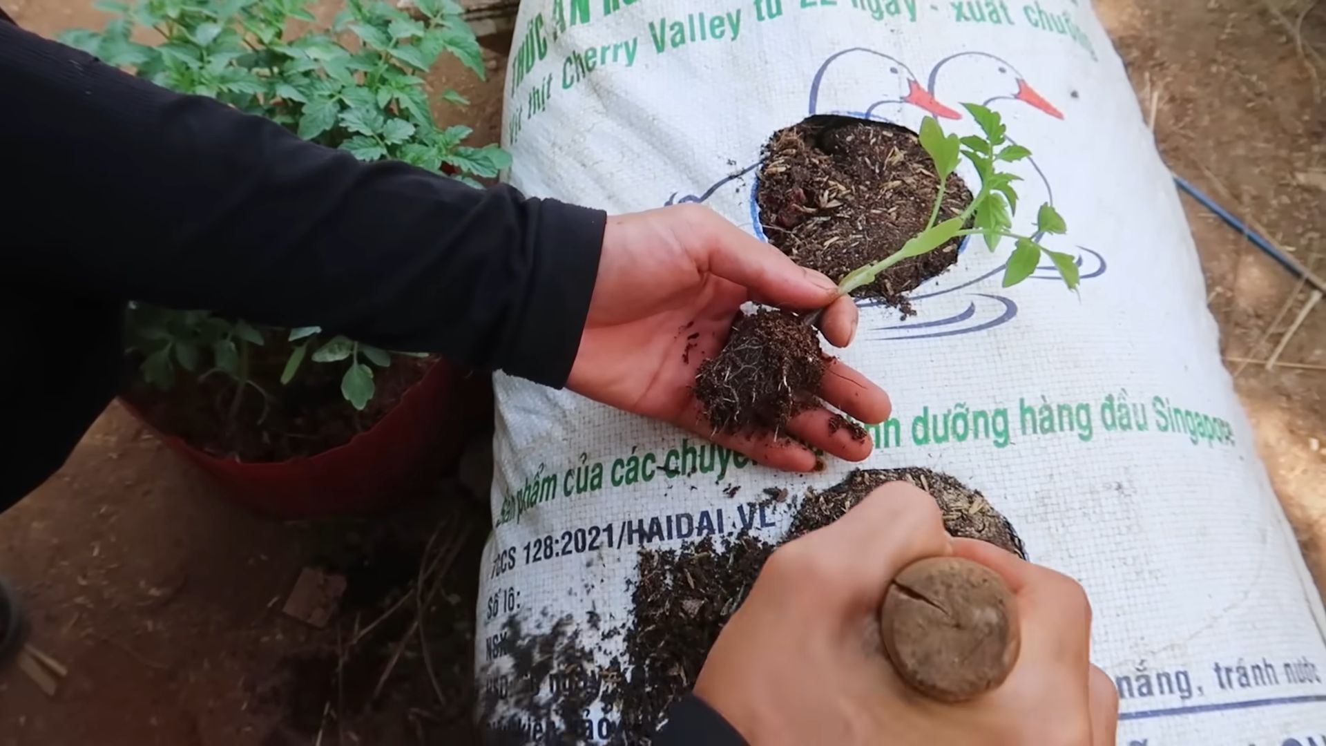 Growing Tomatoes from Seed