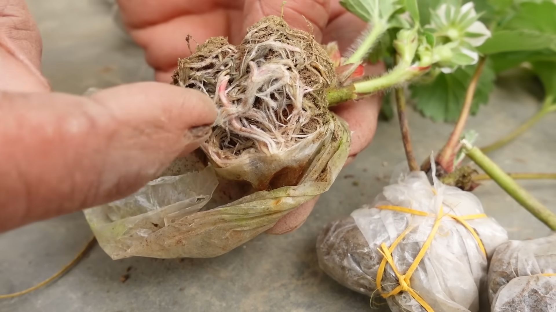 Growing Strawberries at Home