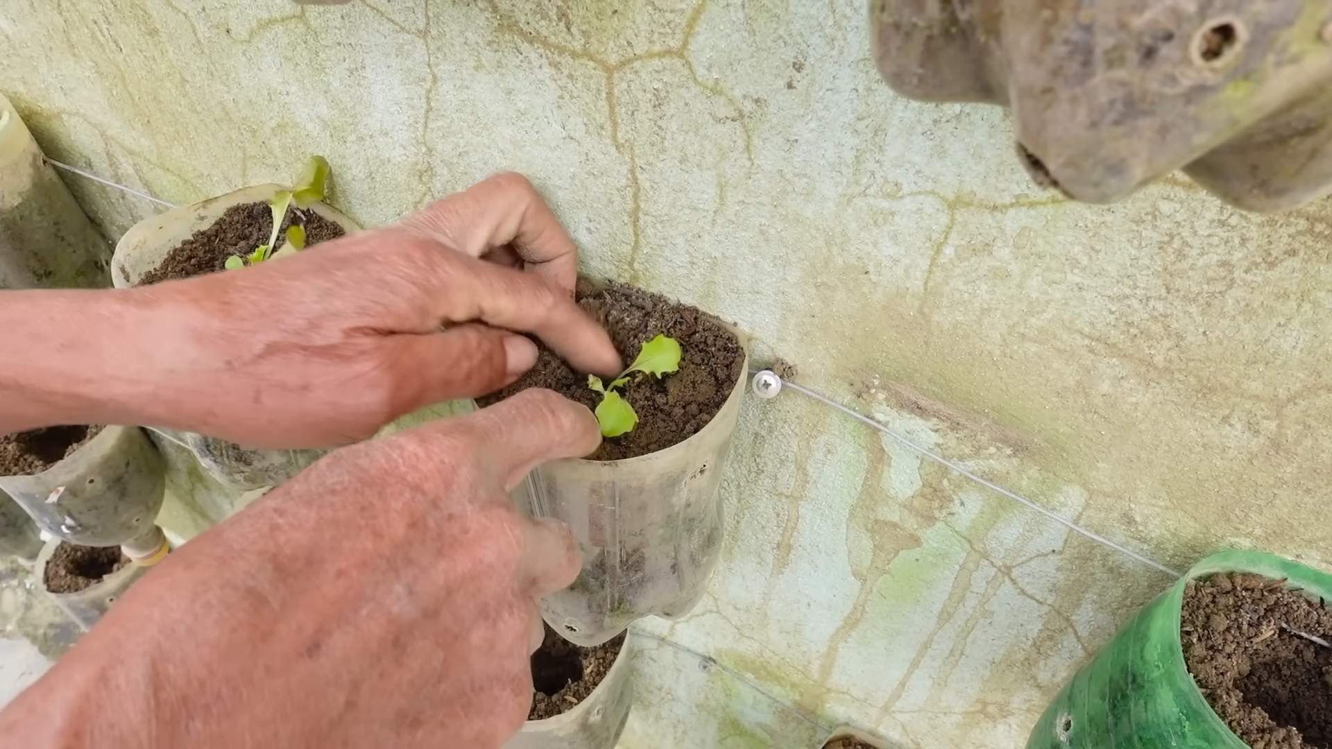 Planting Lettuce at Home