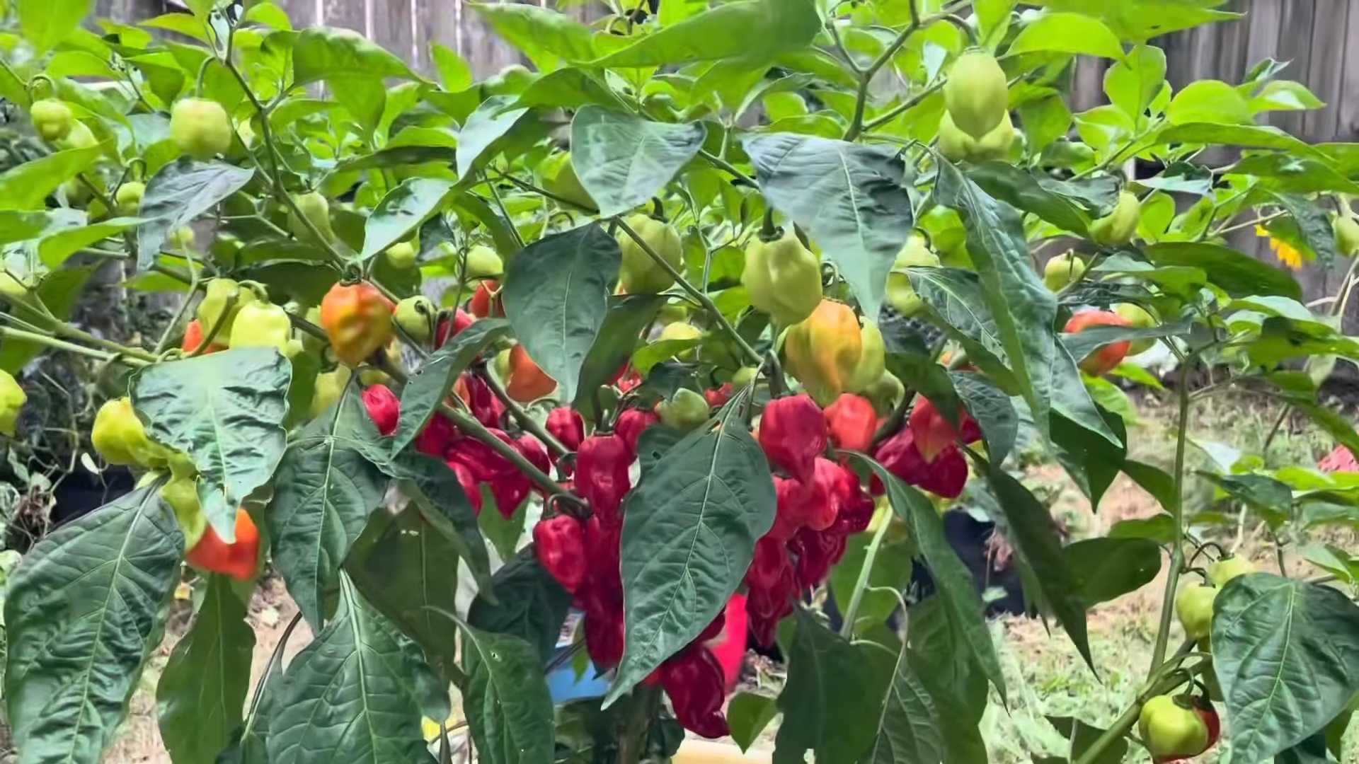 Grow Chilies From Seeds