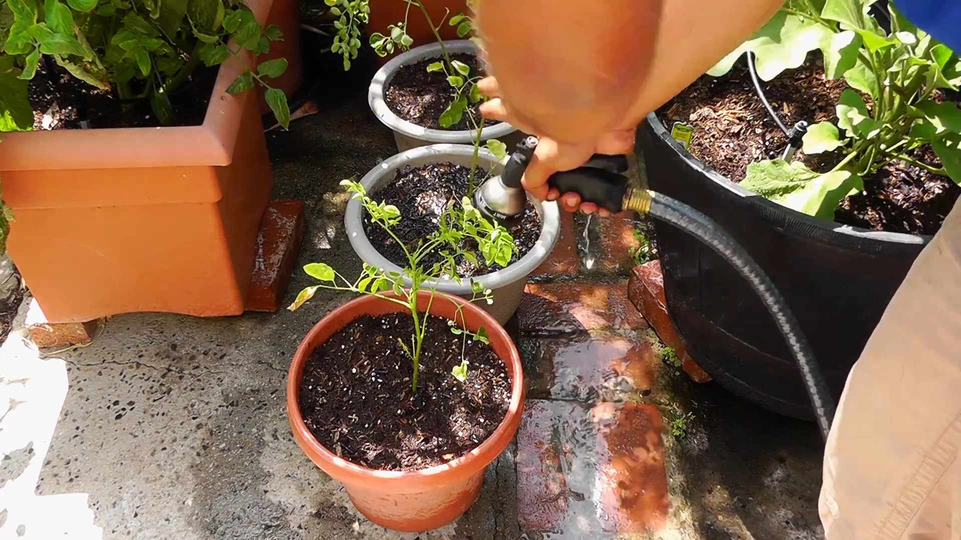 Grow Malunggay at Home