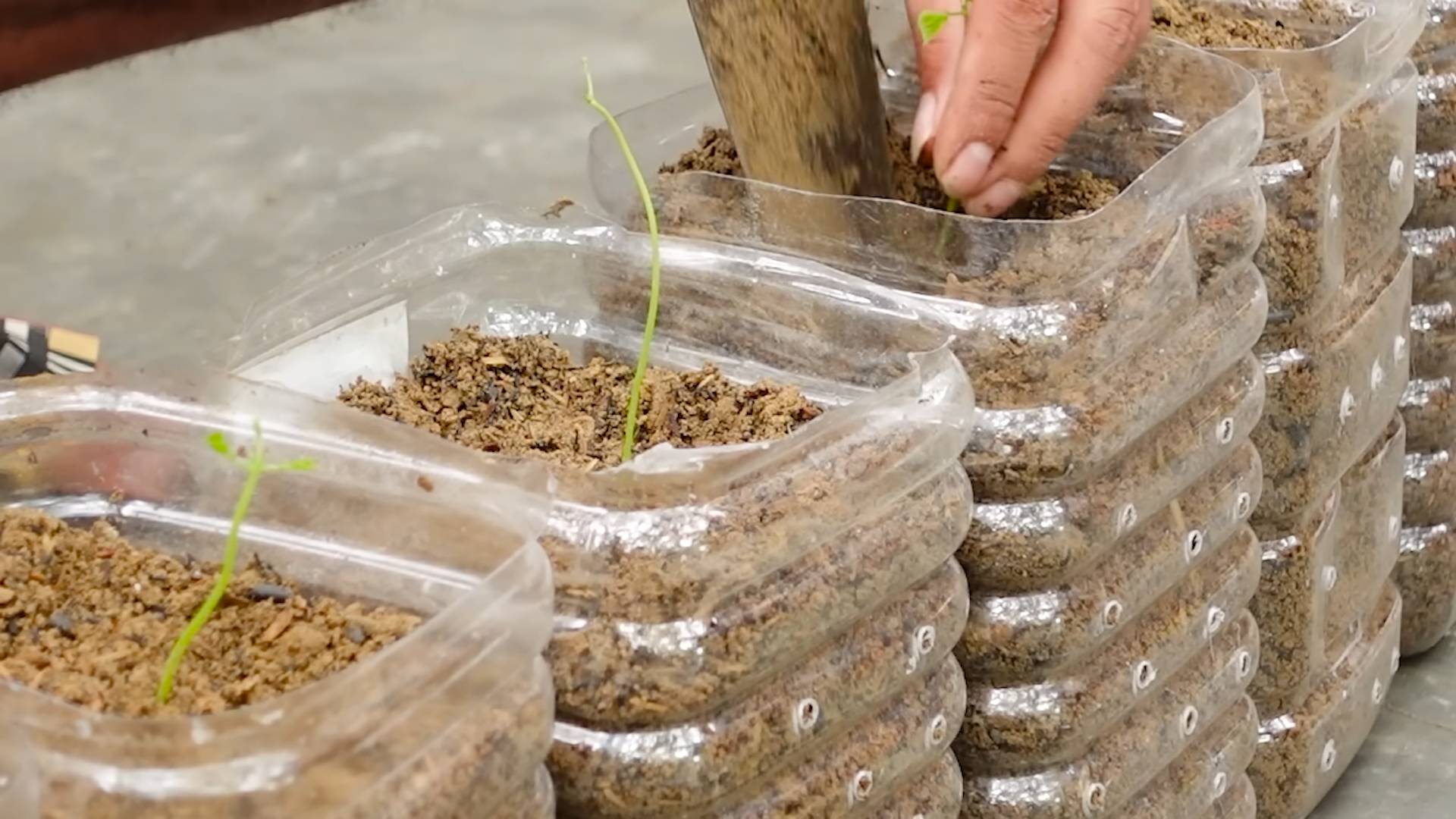 Growing Melons From Seed