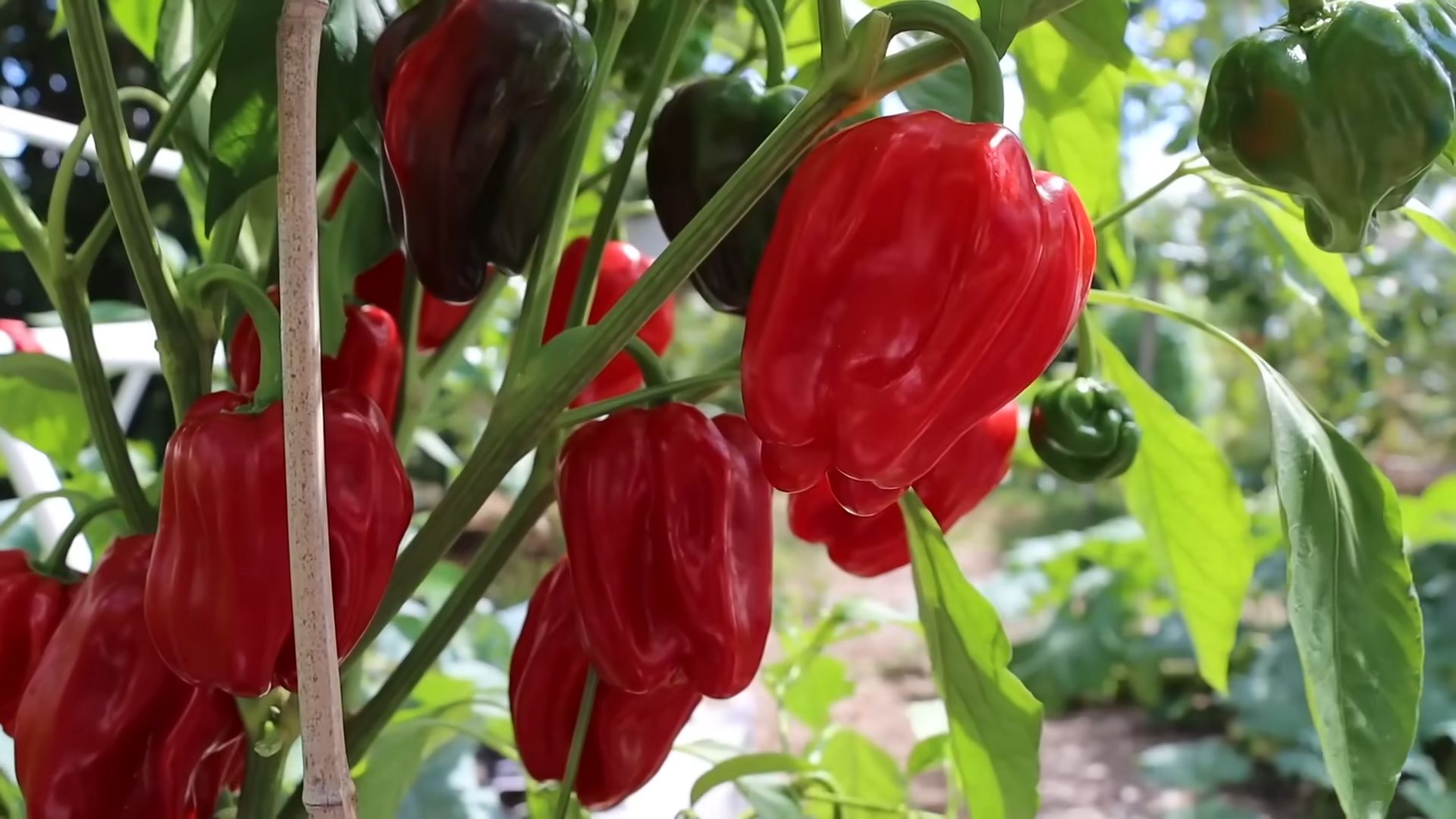 Grow Peppers at Home