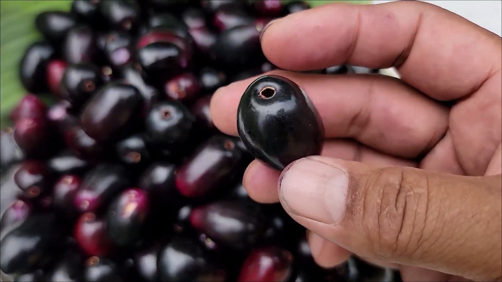 Growing Java Plum at Home