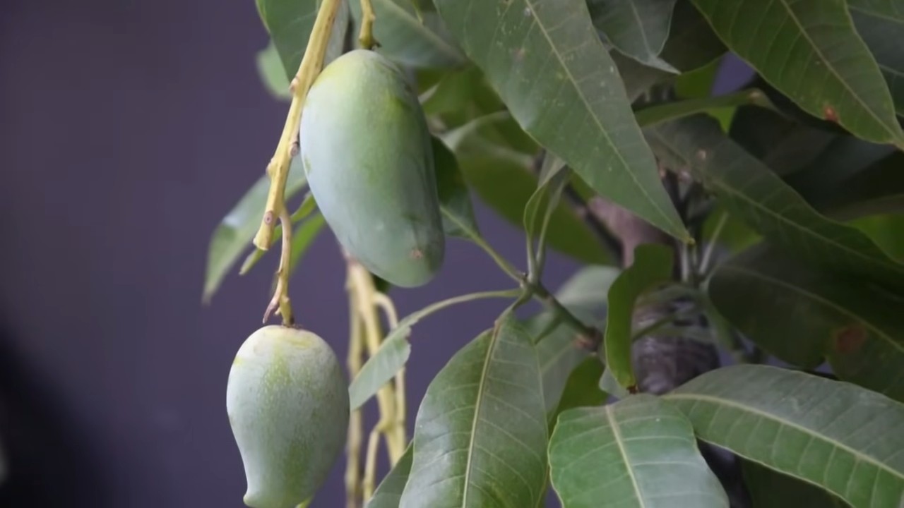 Growing Mangoes at Home