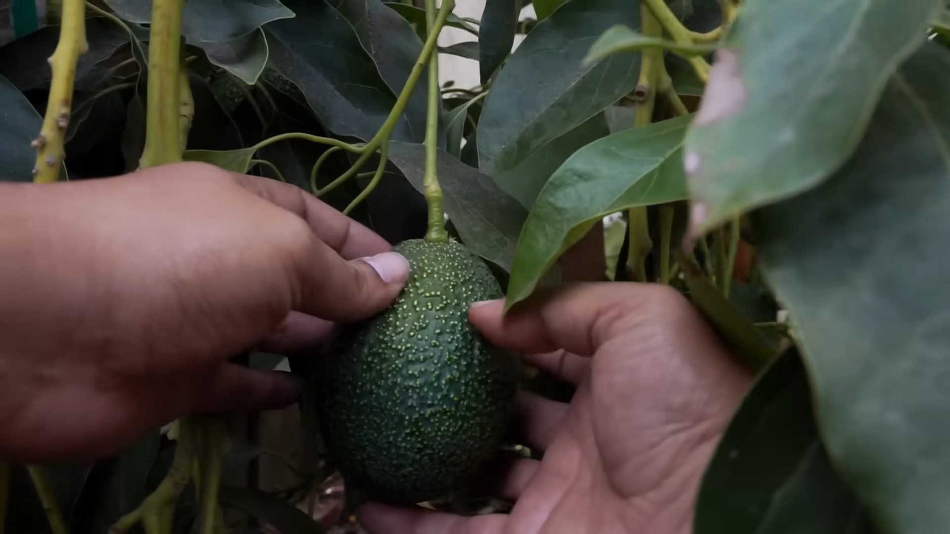 Avocado Tree Growing Tips
