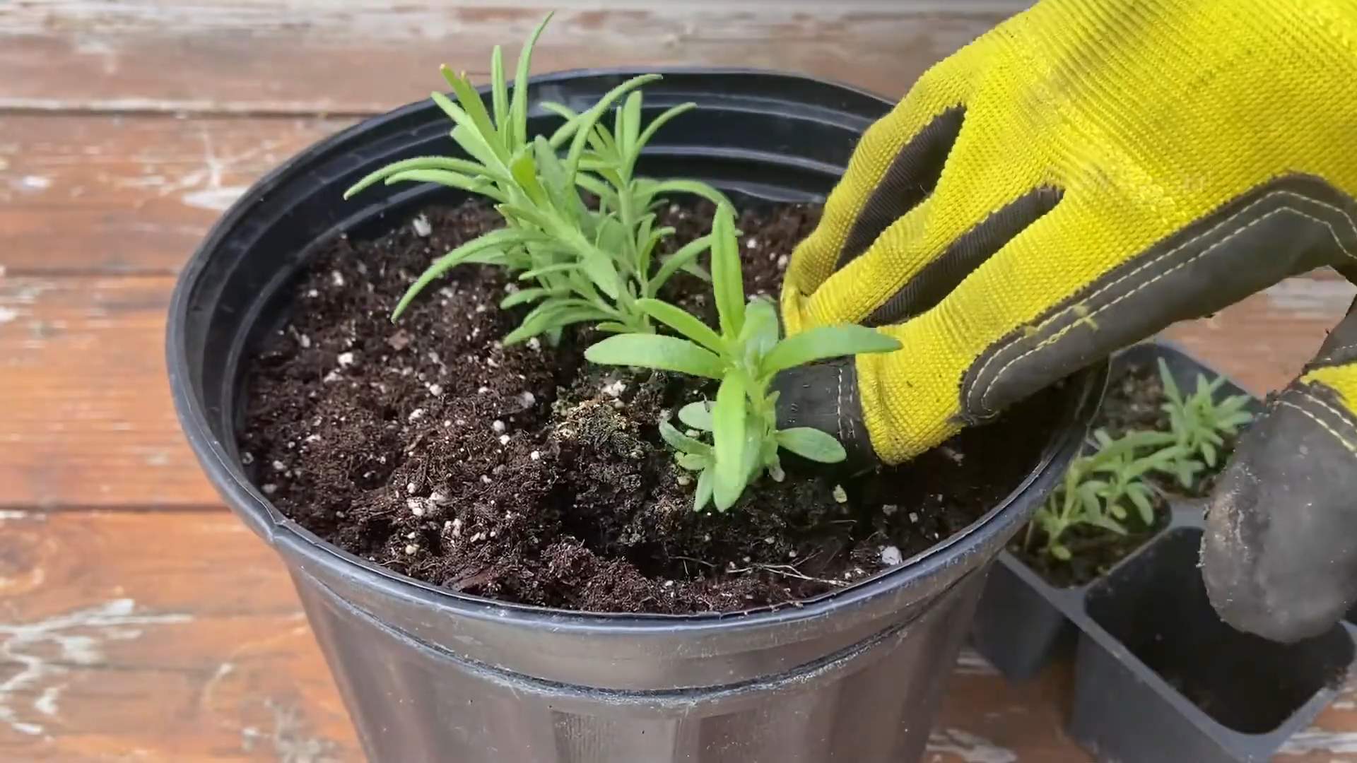 Beginner Indoor Rosemary Growing