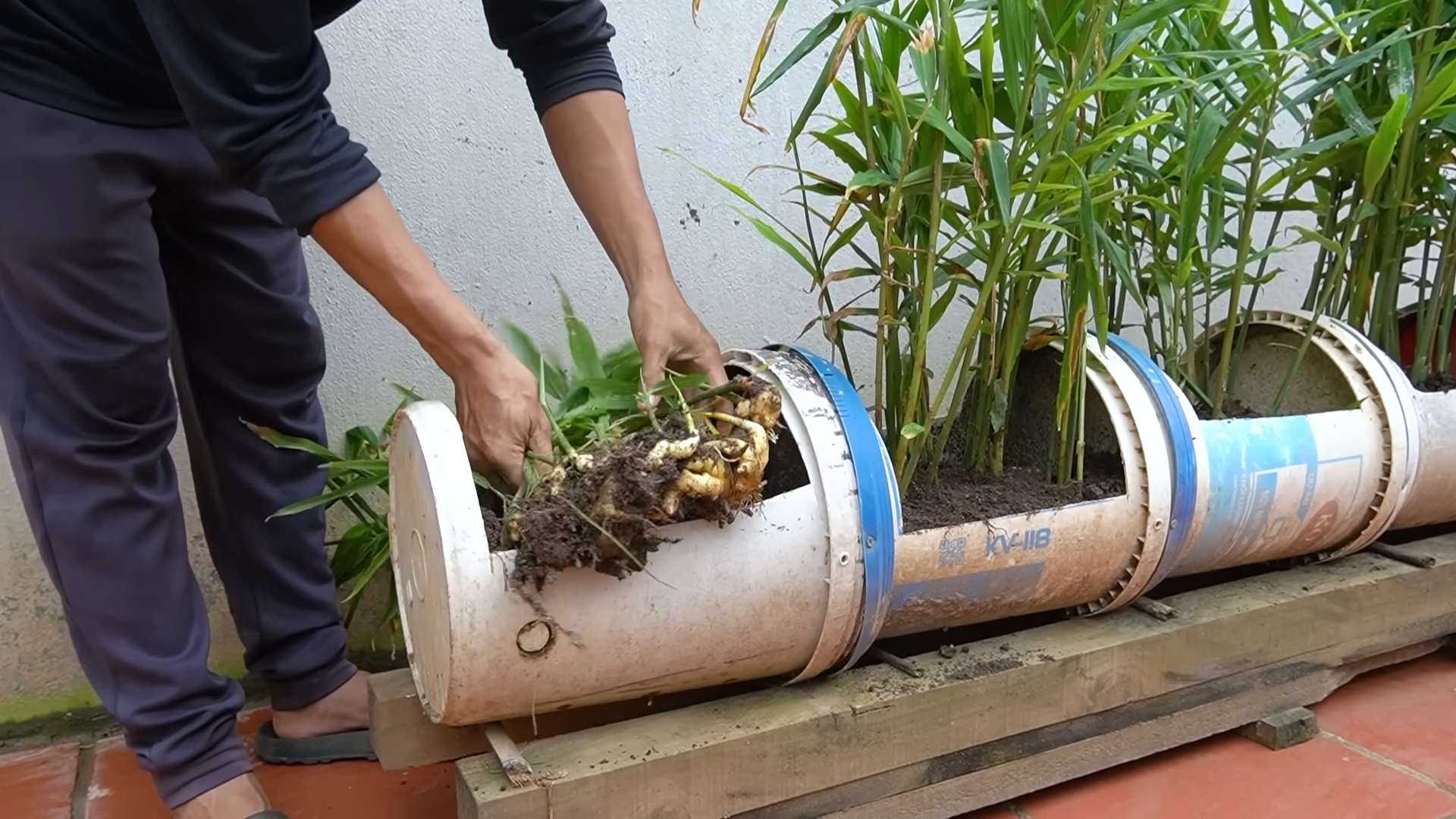 Growing Ginger at Home