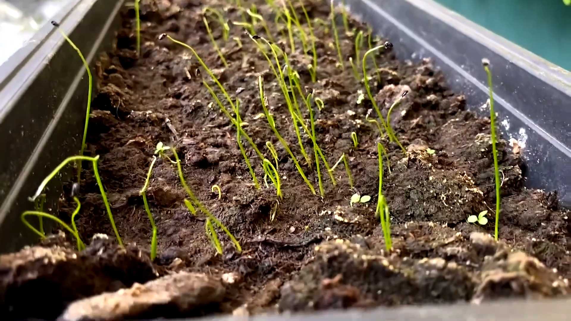 Grow Chives in a Pot