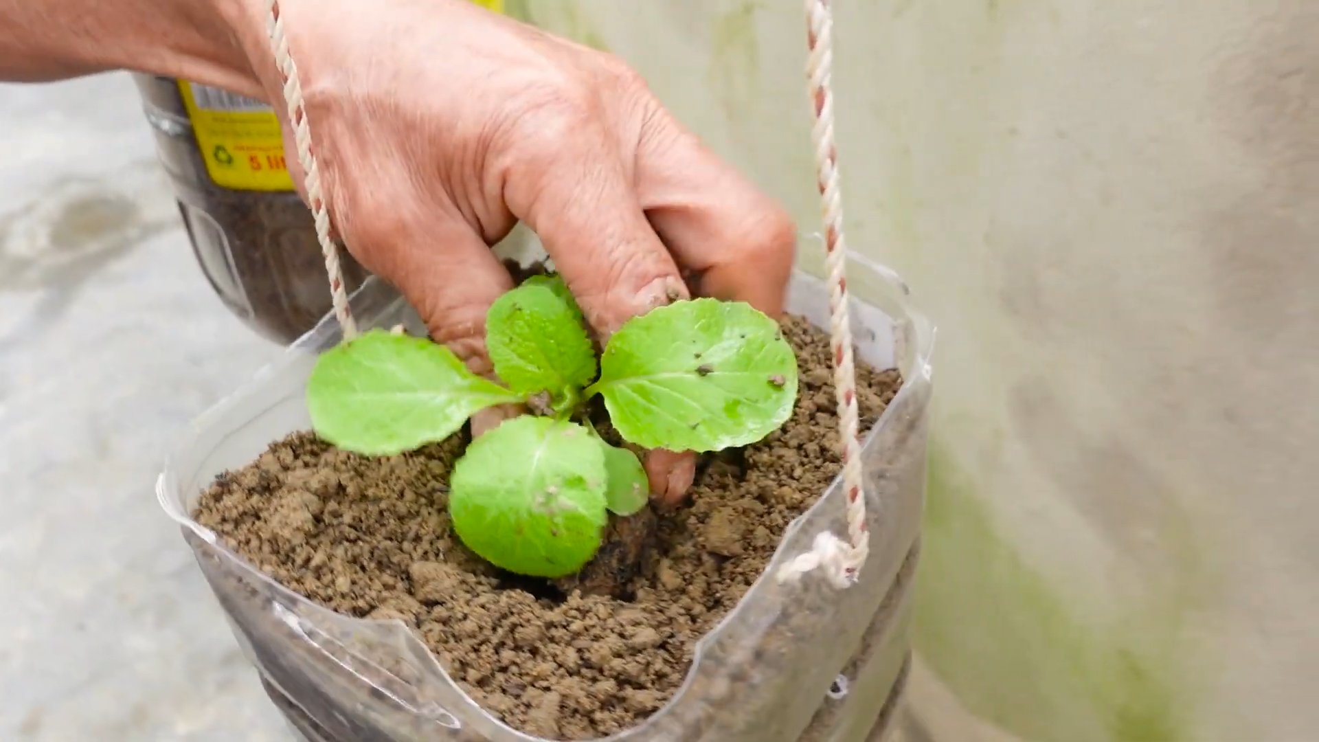 Napa Cabbage Growing Hacks
