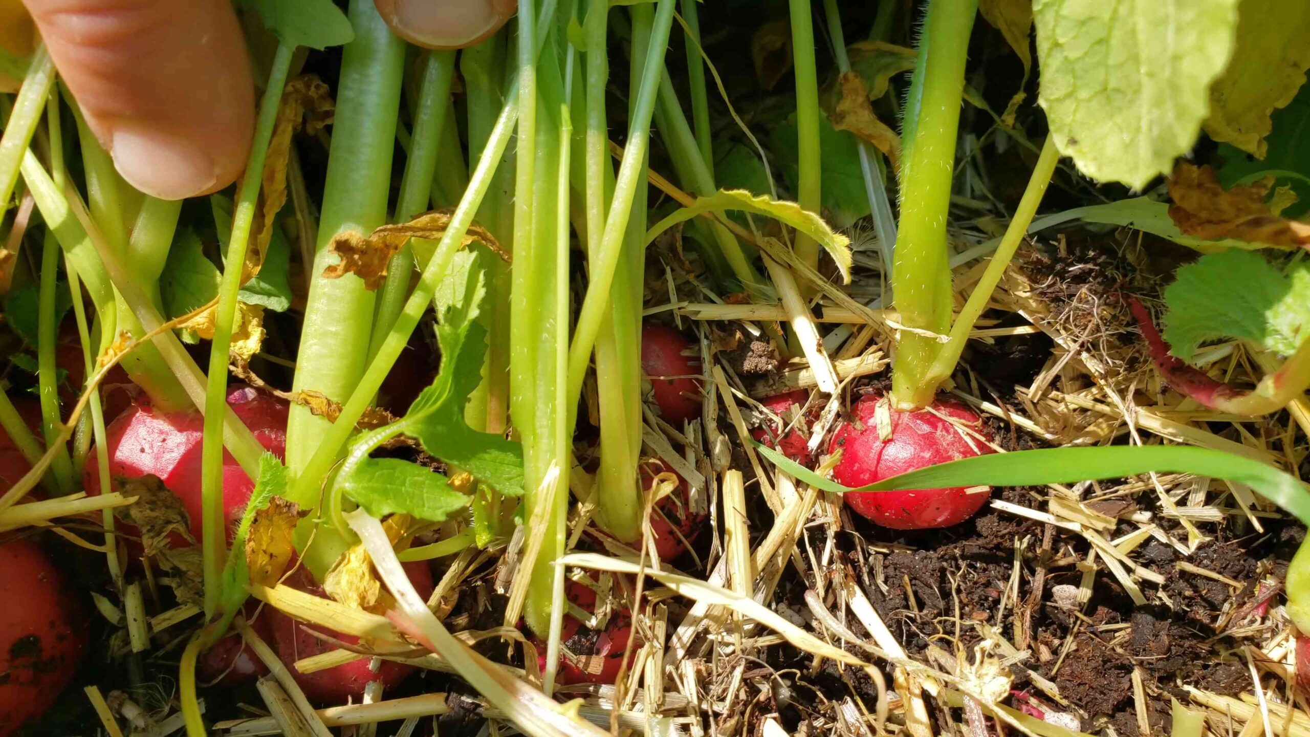 Grow Radish Quick Harvest