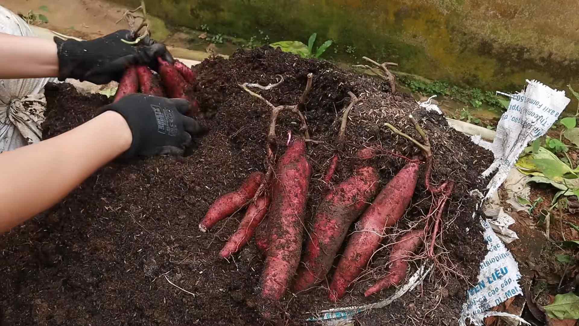 Growing Sweet Potato Tops