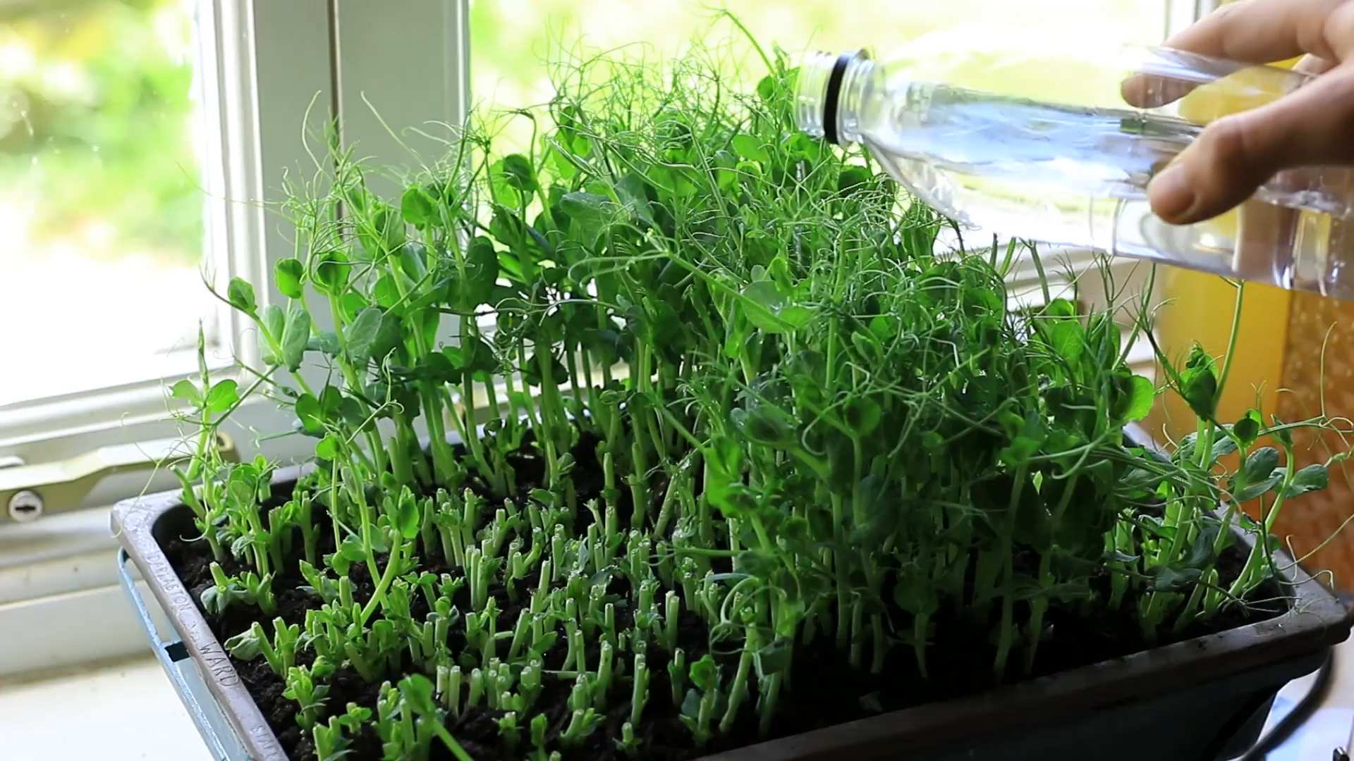 Grow Pea Shoots Easily