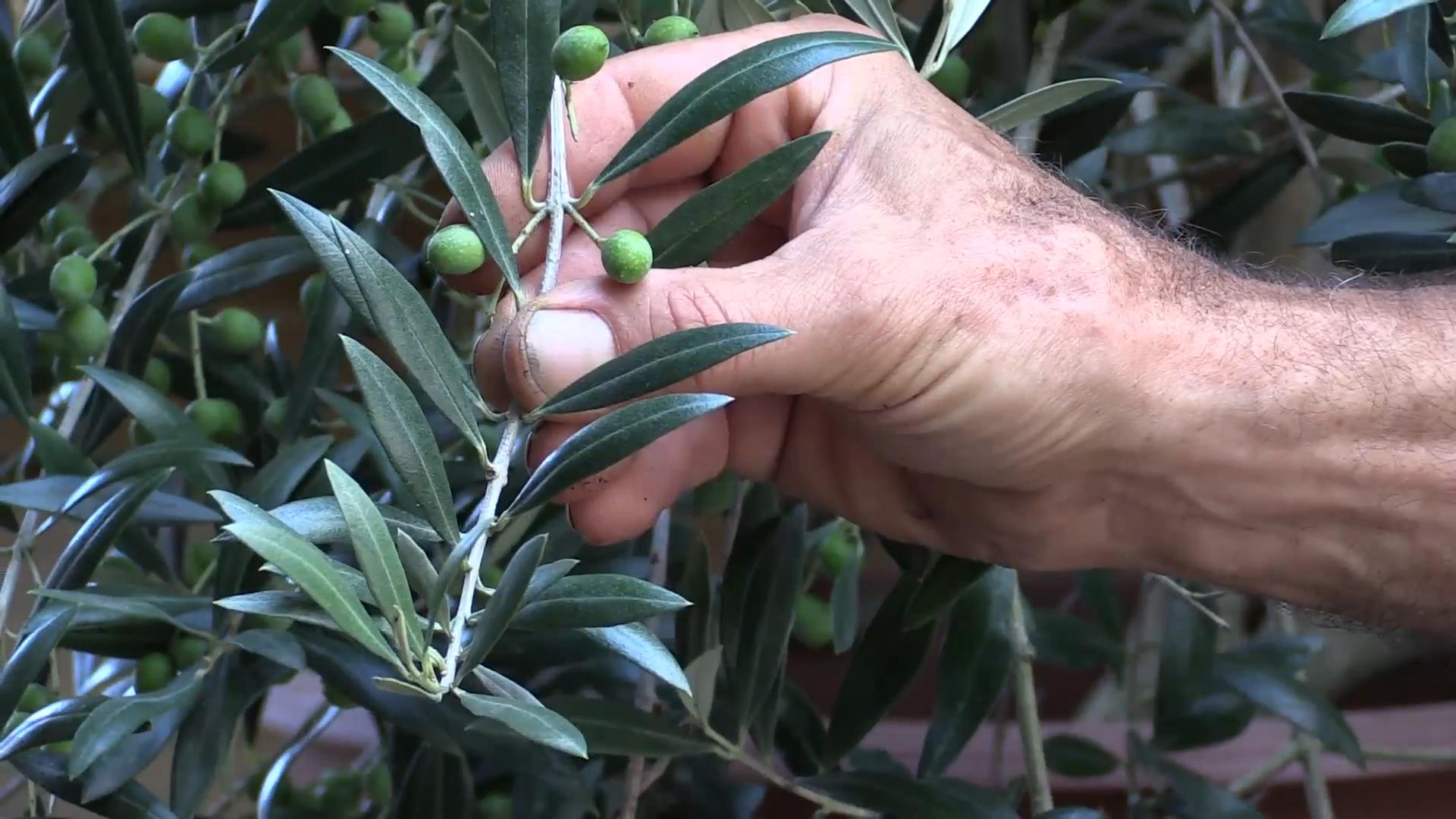 Growing table olives backyard