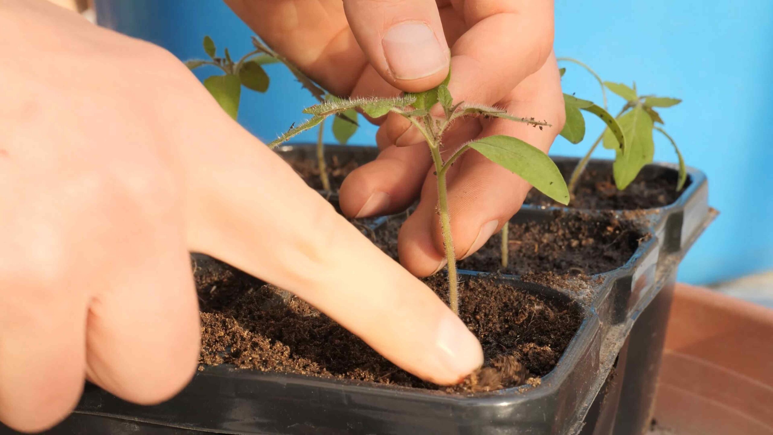 Growing tomatoes at home
