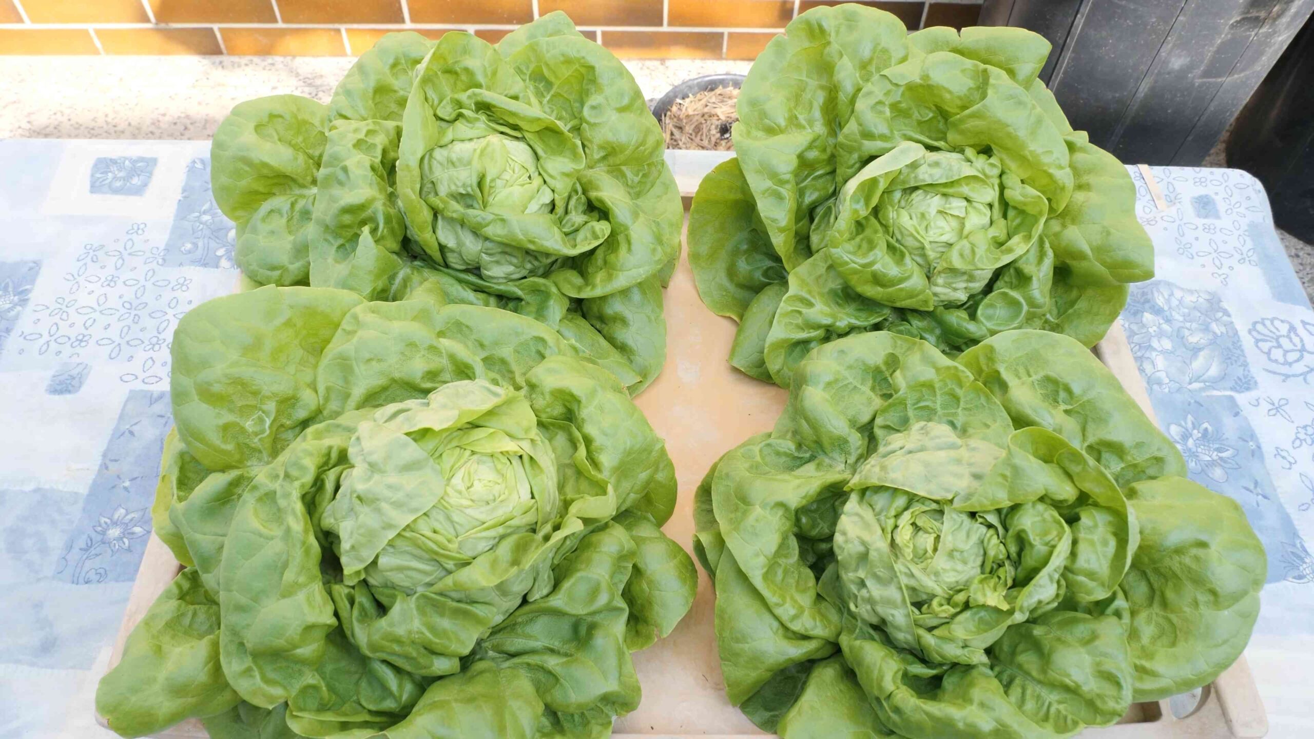 Grow Lettuce in Containers