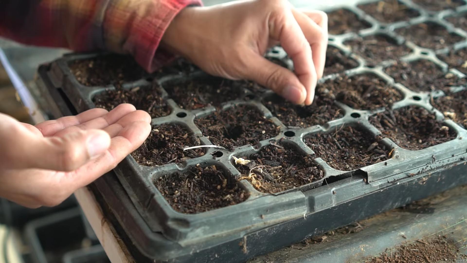 Growing Eggplant Tips
