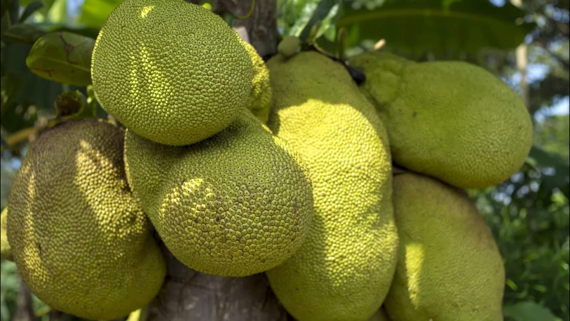 Growing Jackfruit Trees Backyard