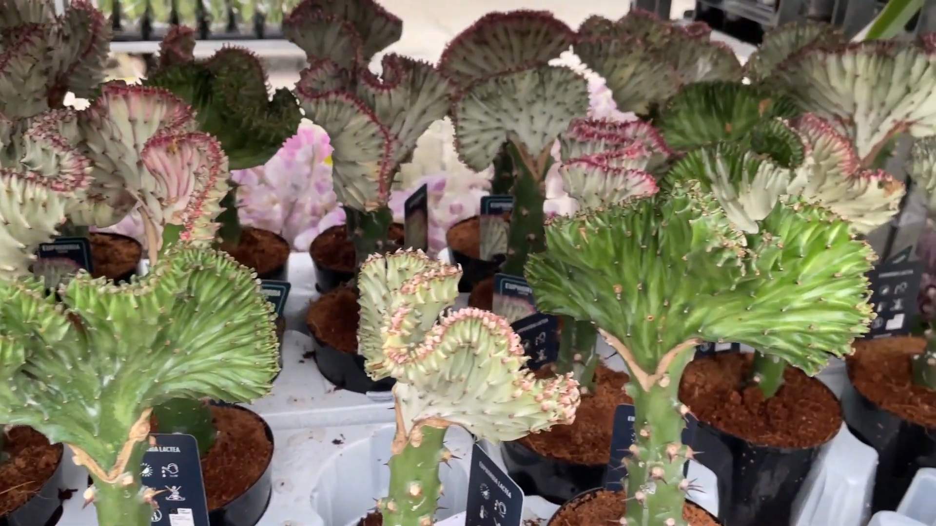 Growing Coral Cactus at Home