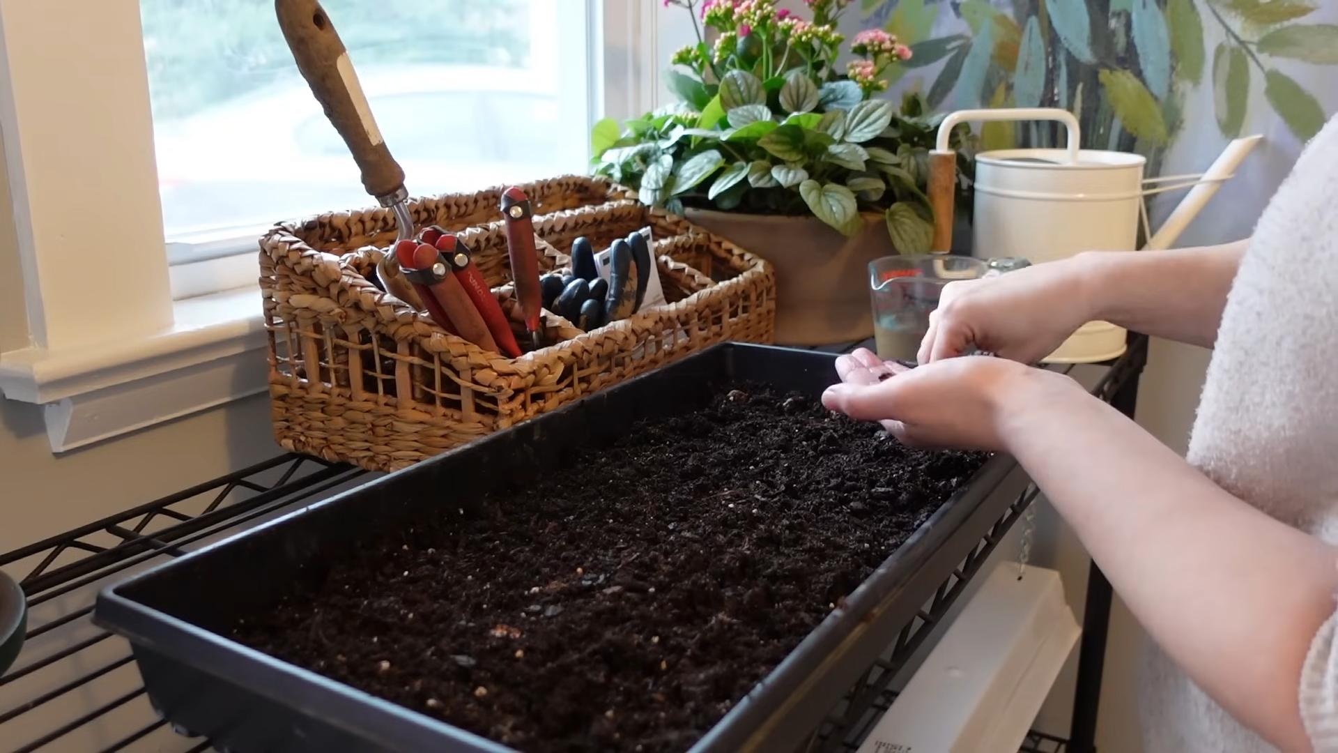 Anemone Growing Tips
