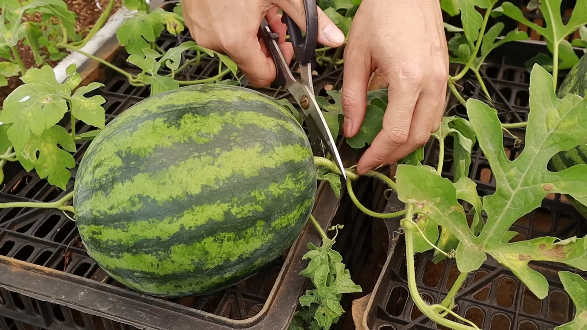 Growing Watermelon at Home