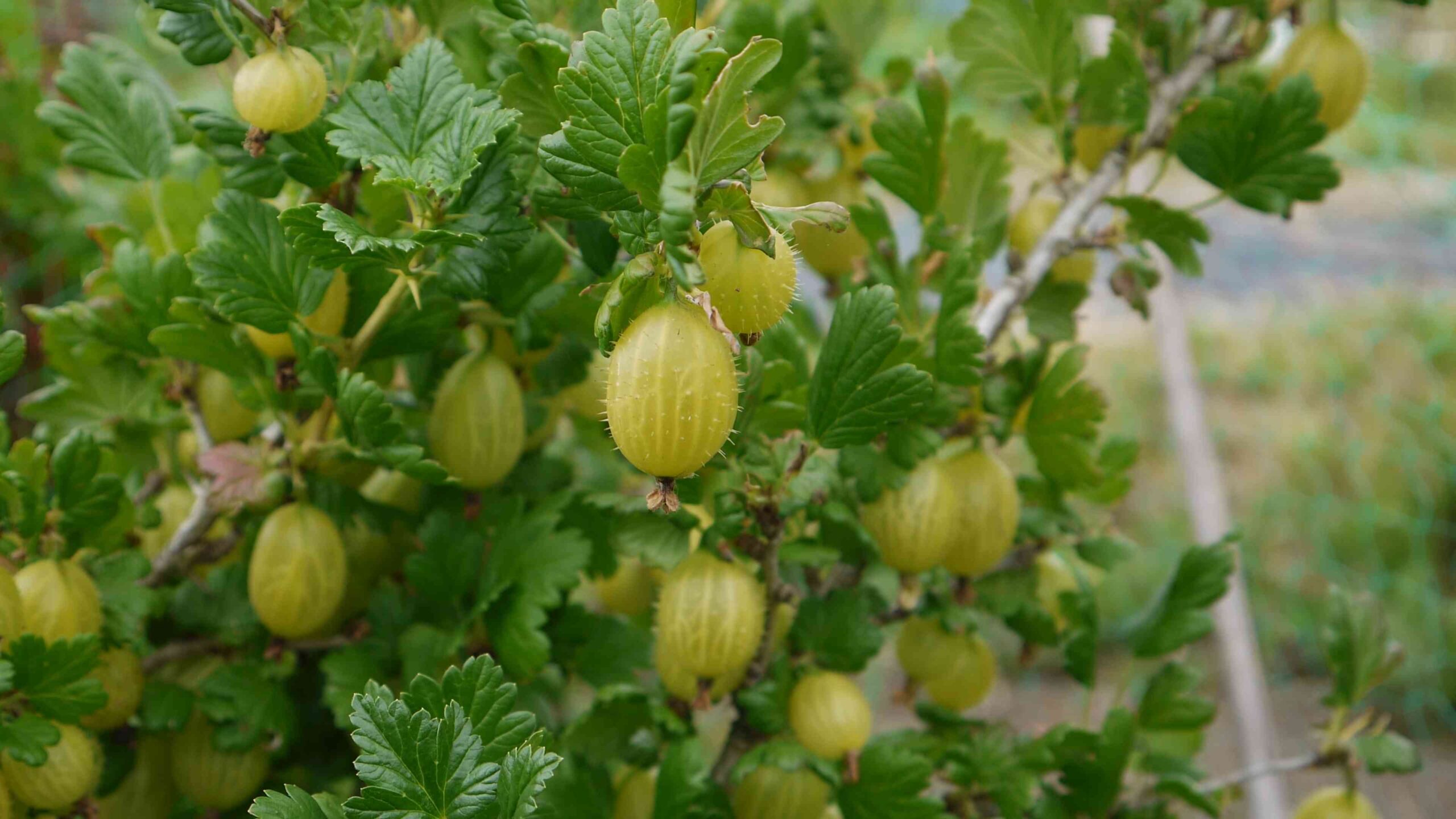 Growing gooseberries guide
