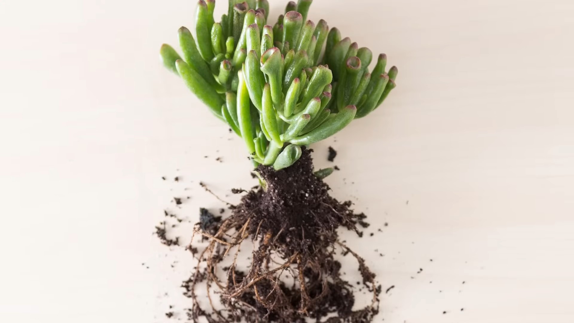 Indoor Succulents Care
