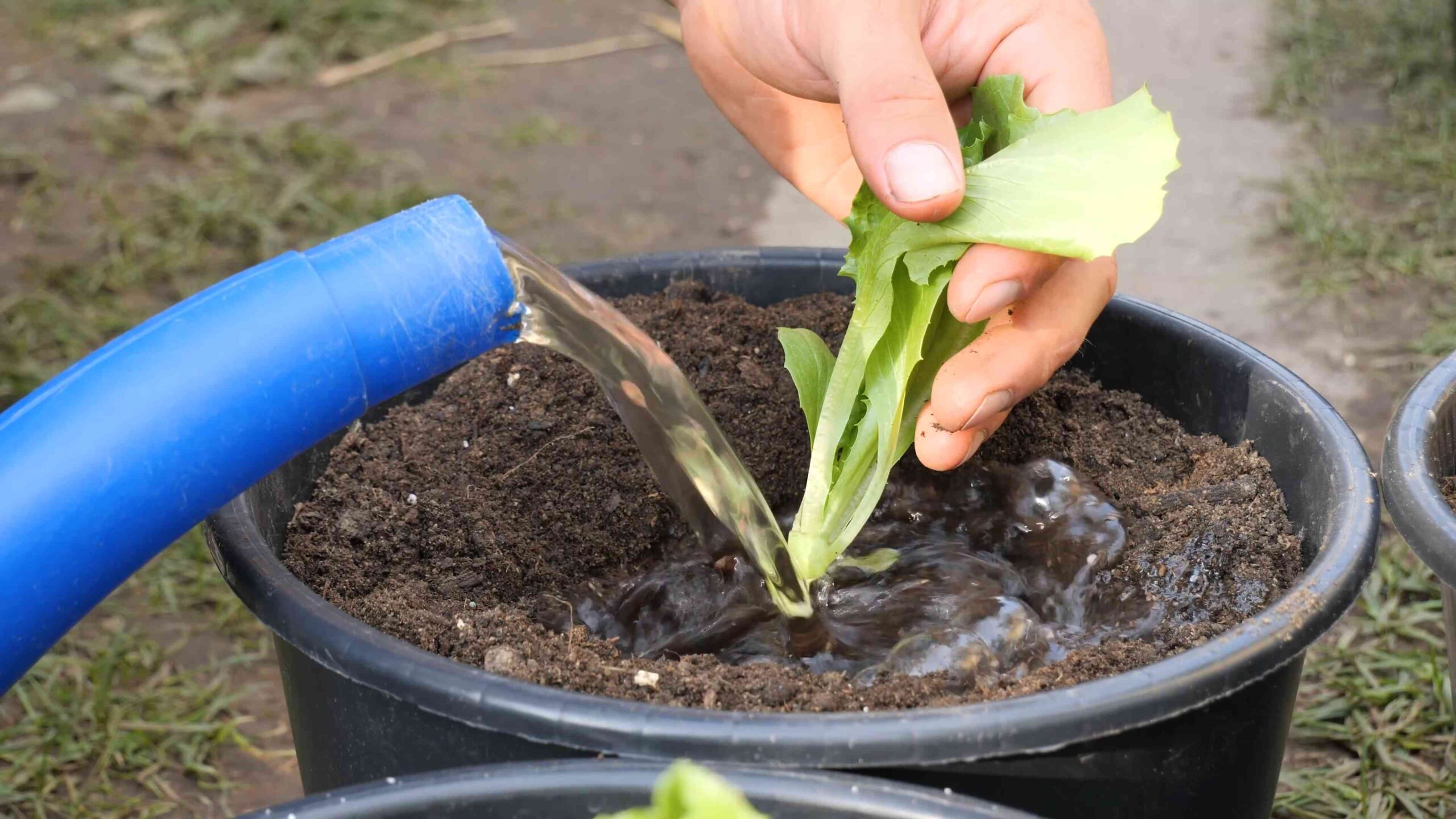 Grow Iceberg Lettuce Containers