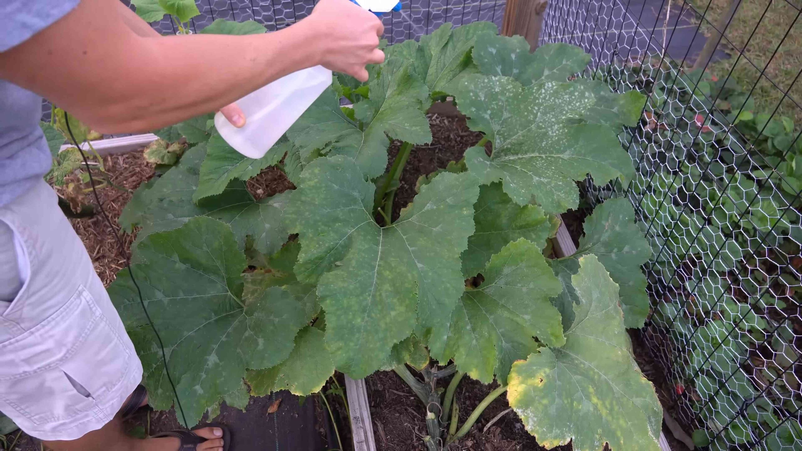Hydrogen Peroxide Powdery Mildew Control