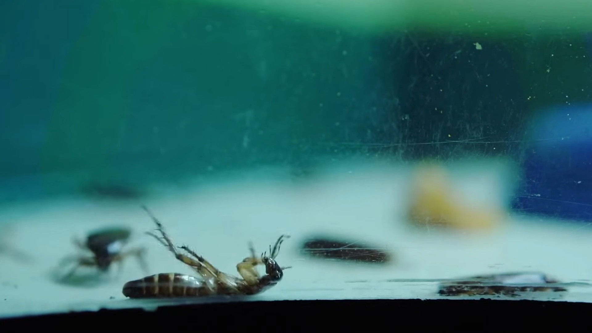 DIY pest control