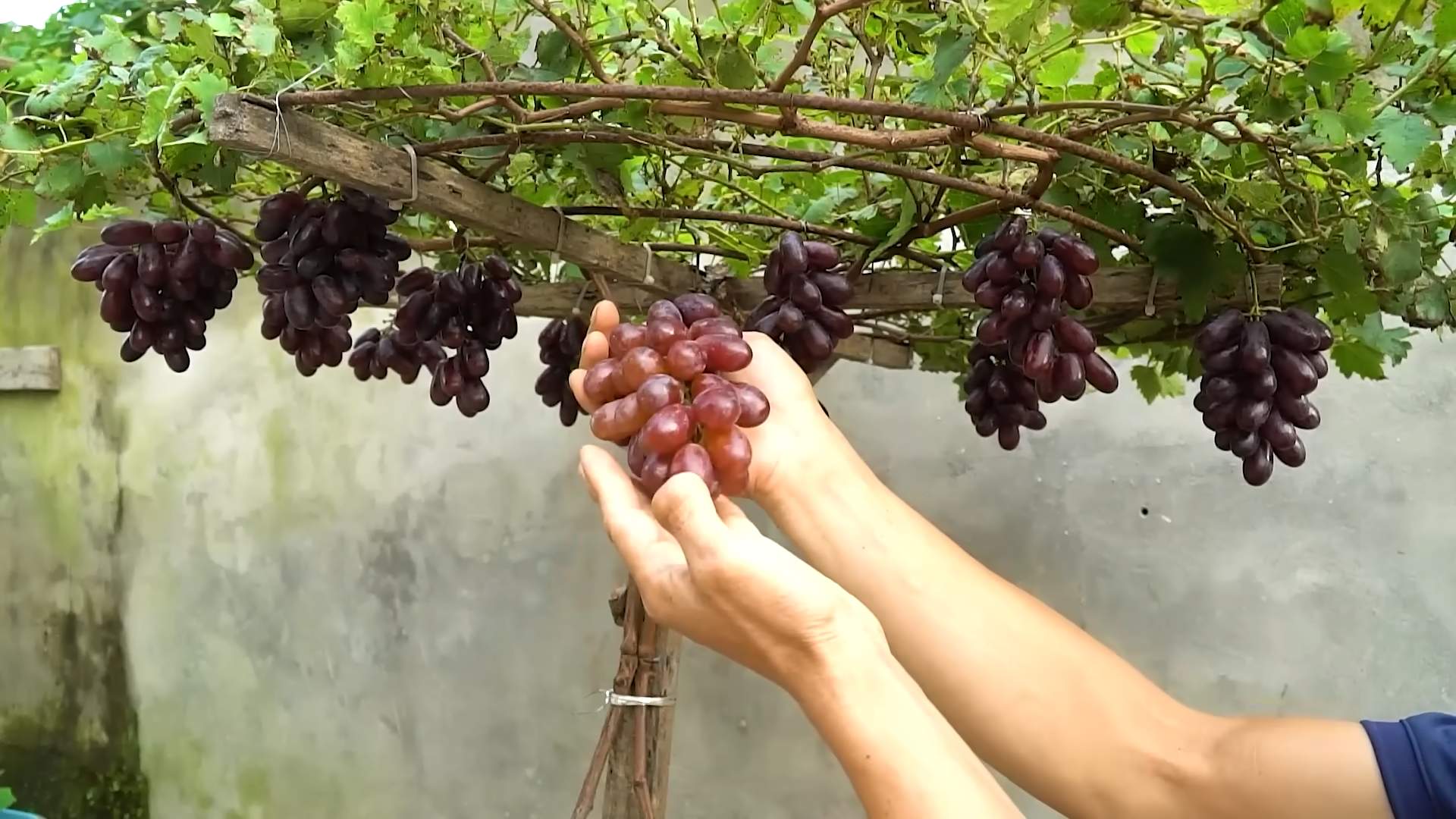 Grape Vineyard Beginner's Guide