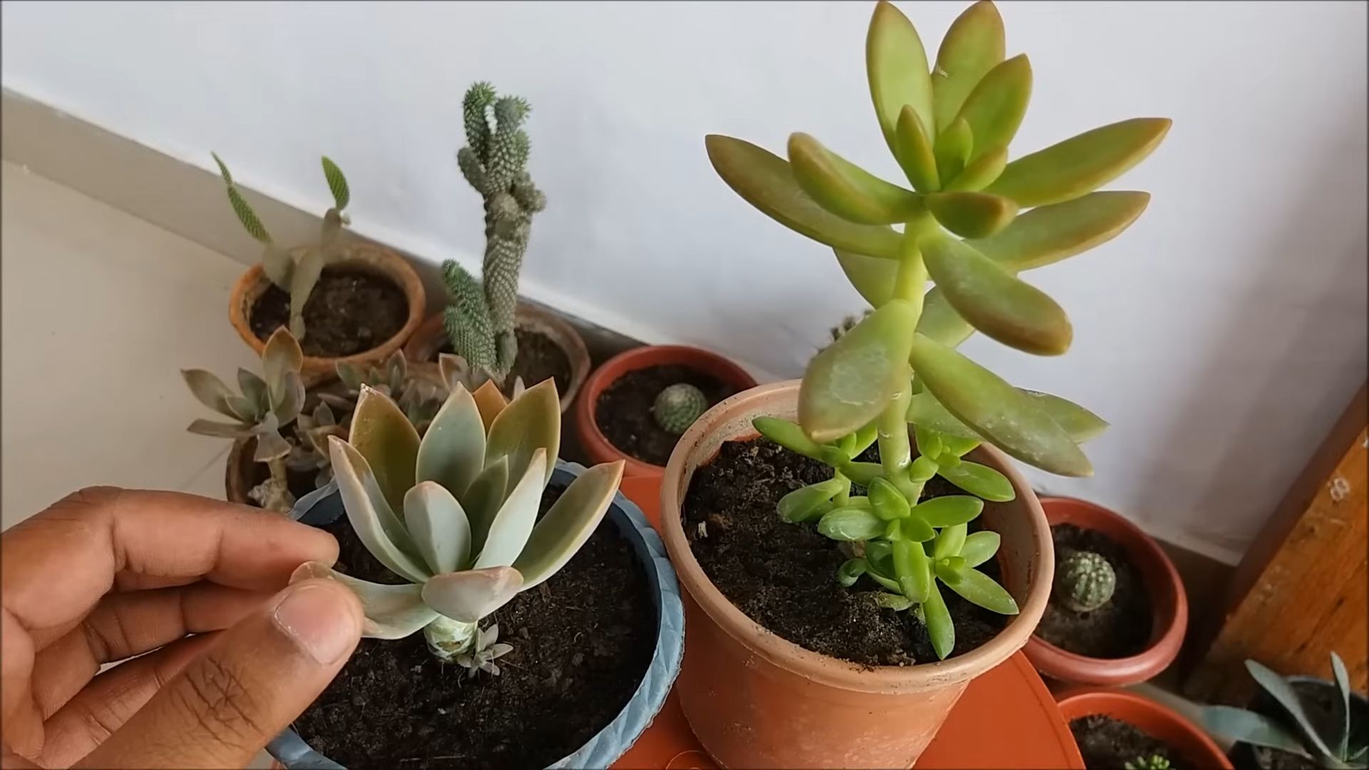 Grow Violets at Home