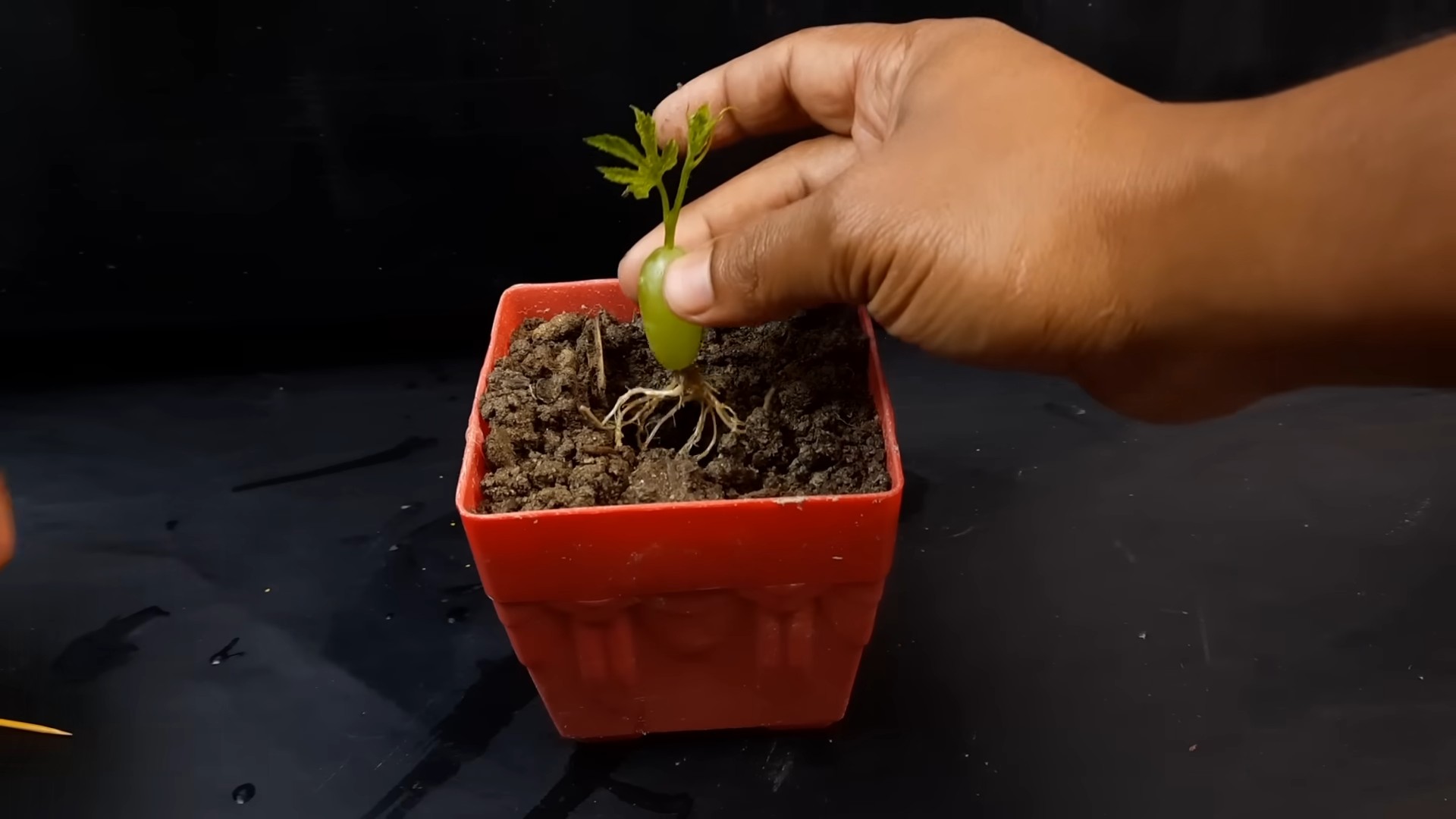Grape Vine Water Propagation