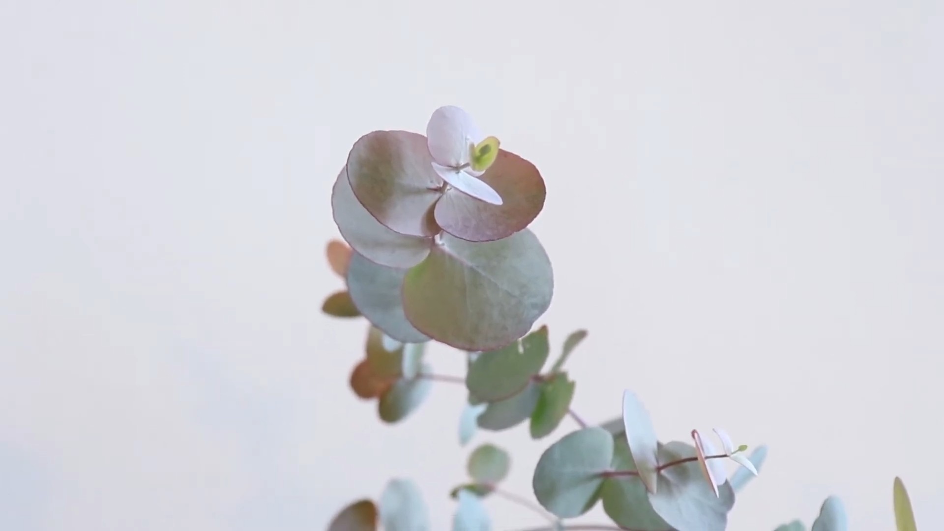 Eucalyptus tree care