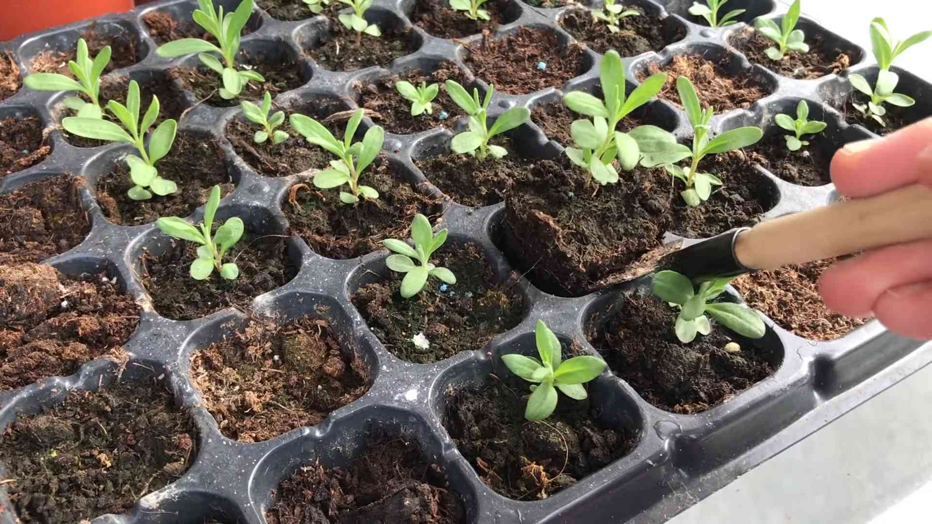 Lupin Flower Gardening From Seed