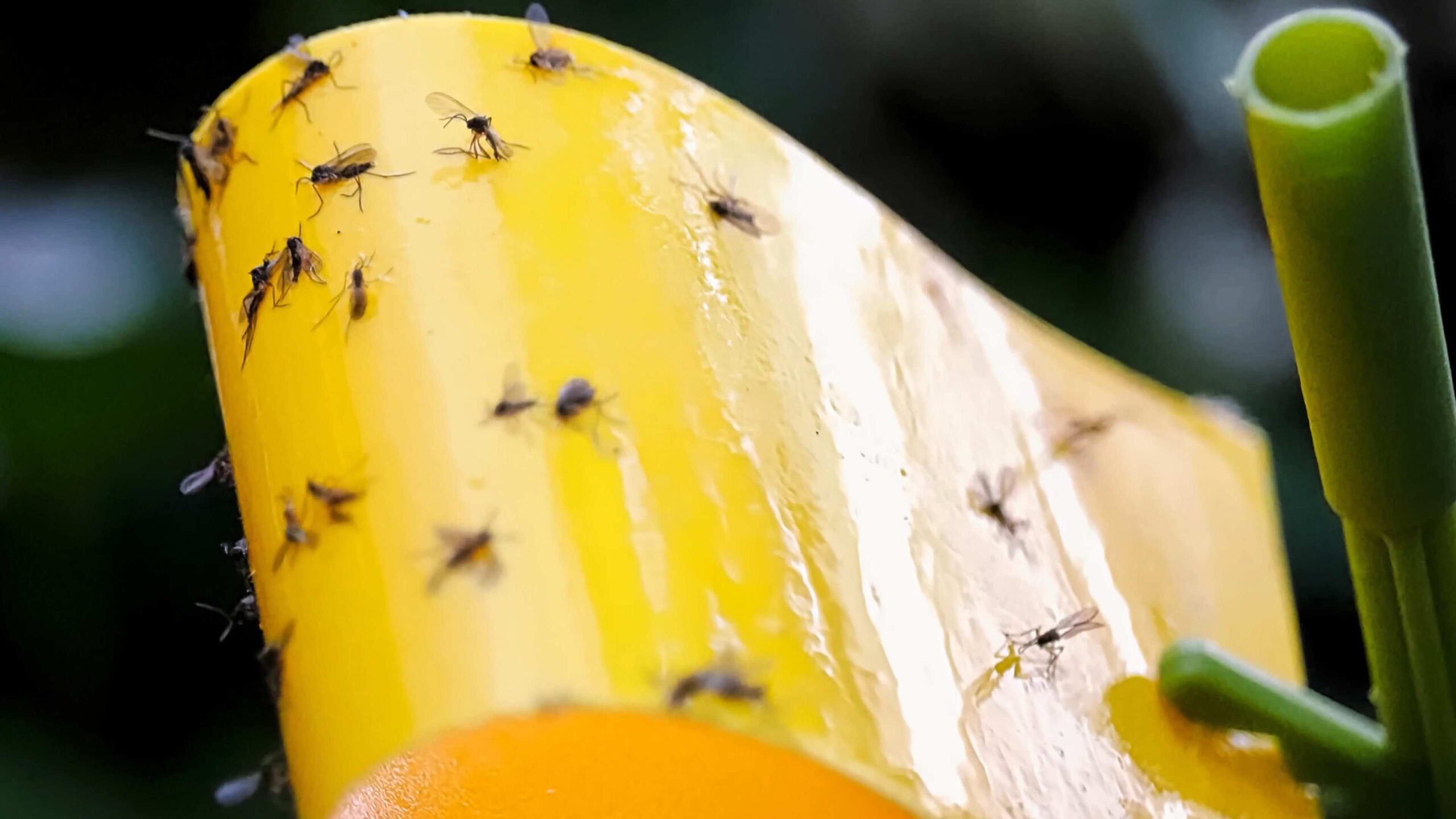 Cinnamon garden pest control