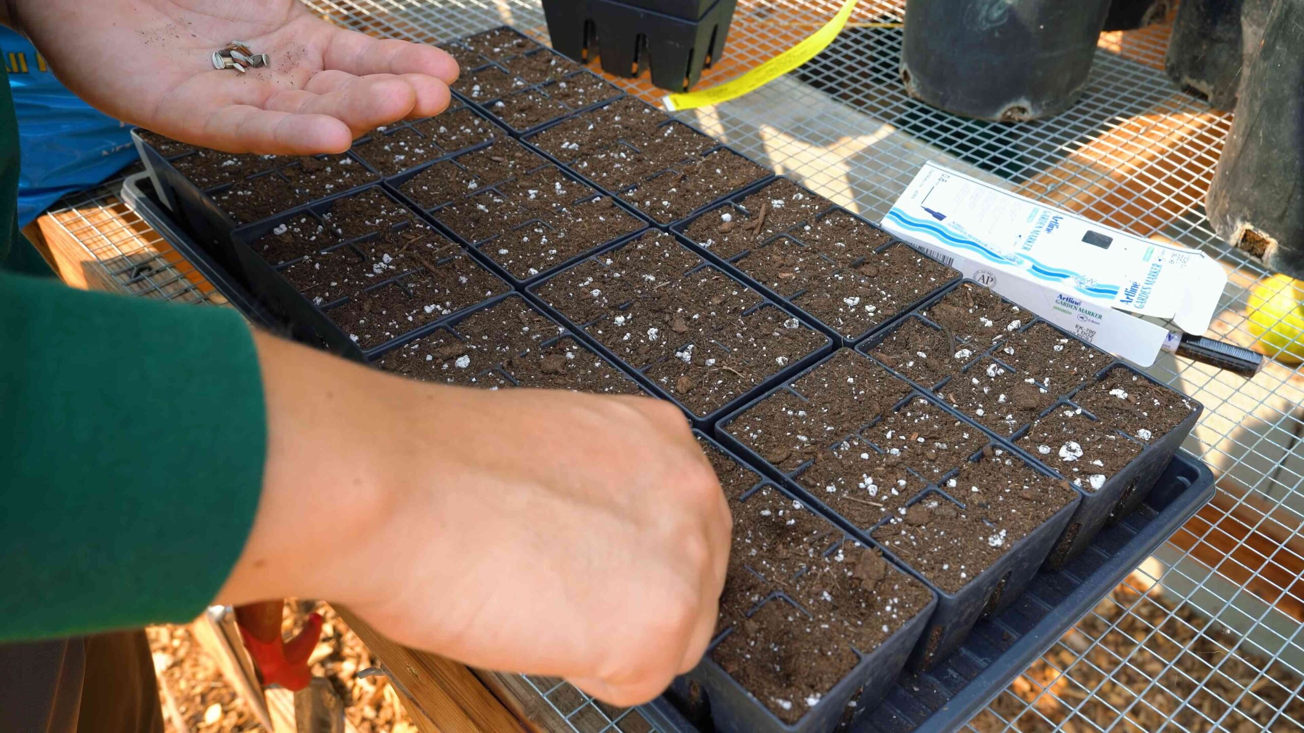 Planting Sunflowers at Home