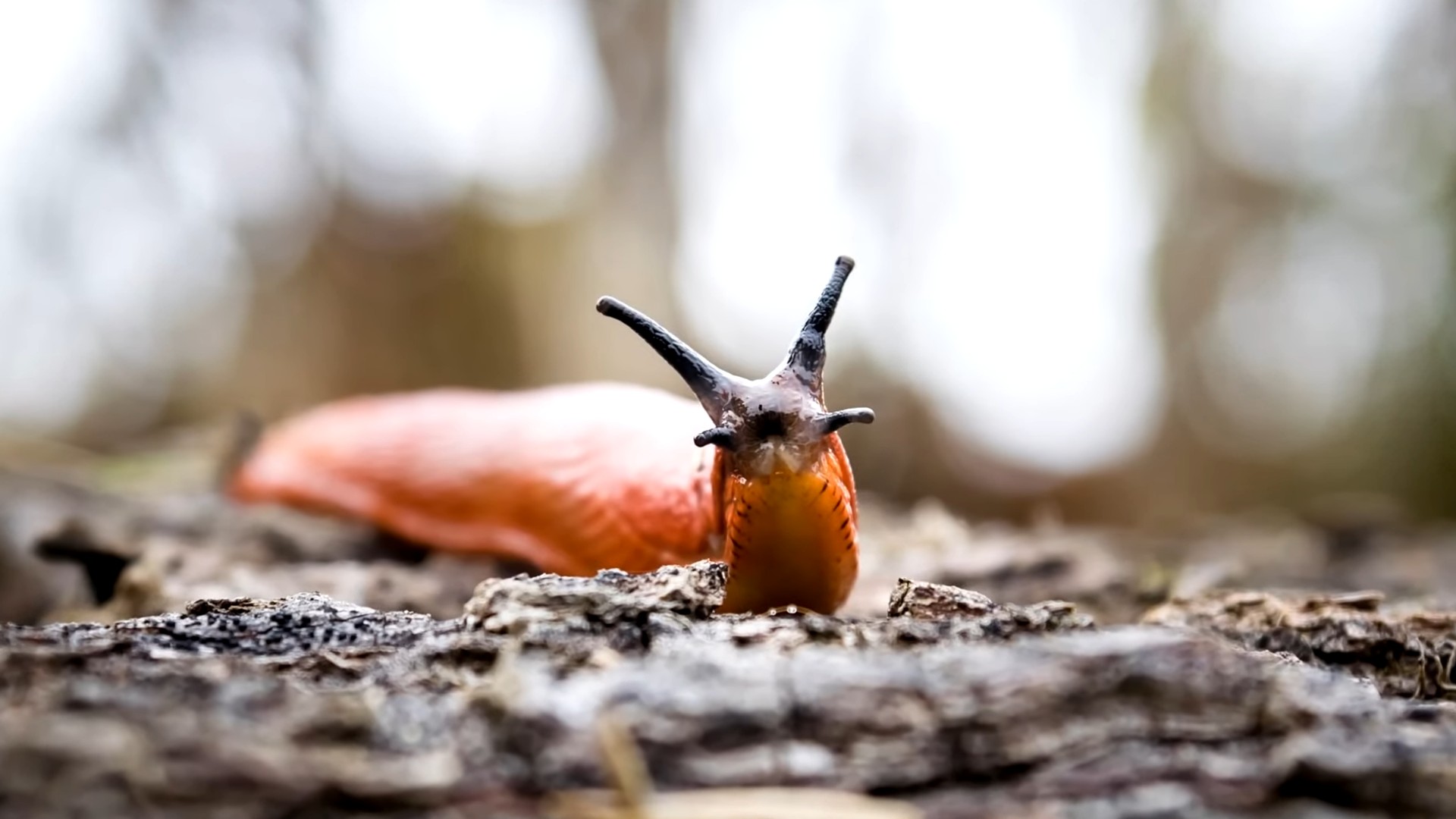 DIY Slug Repellent Coffee Grounds