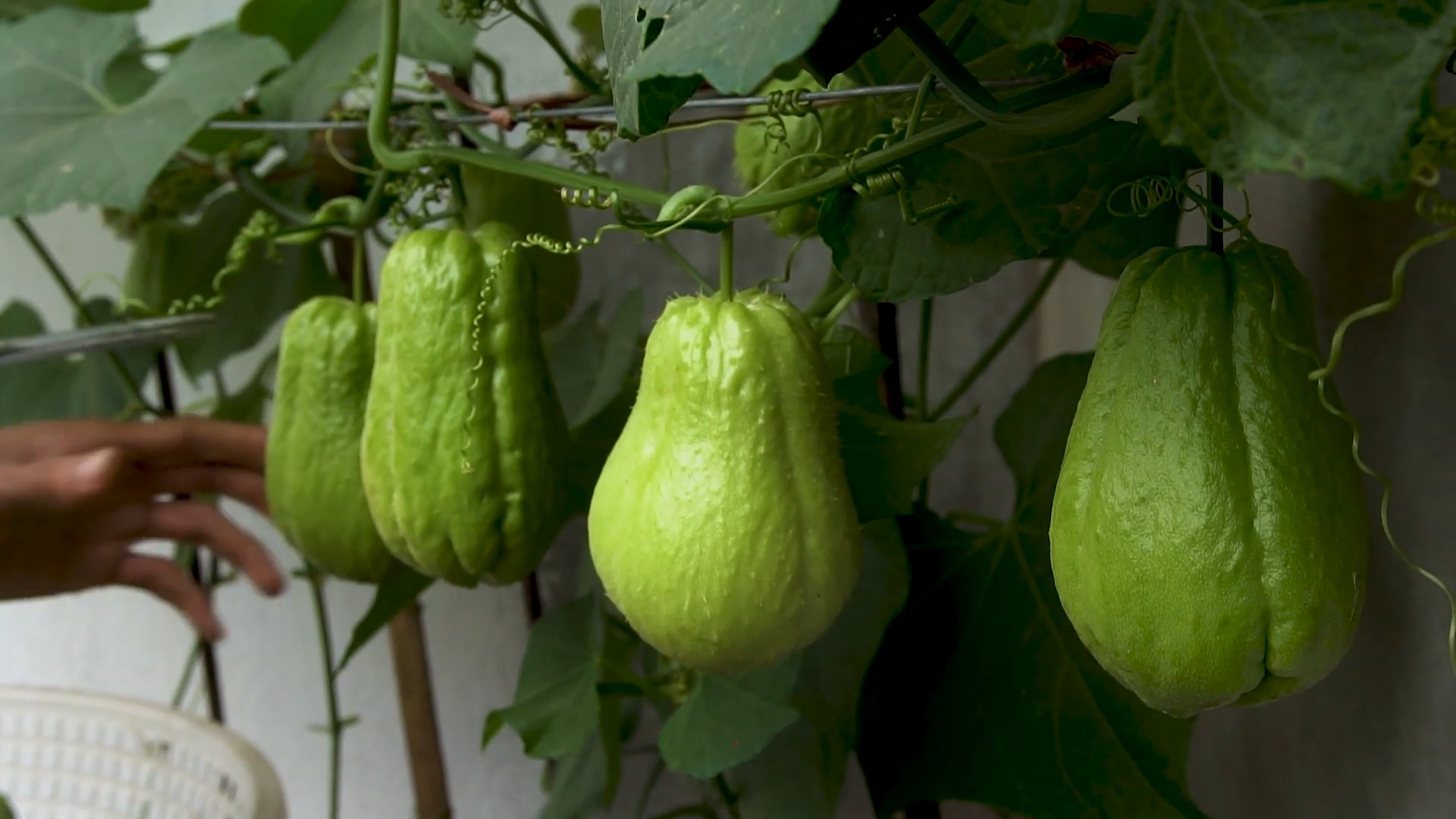 Growing Chayote in Your Garden