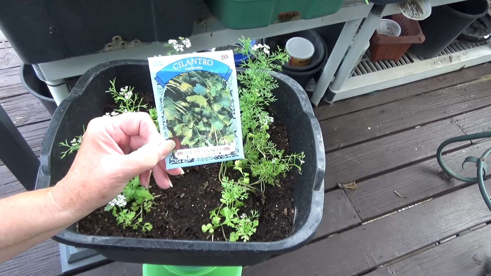 Growing Cilantro Tips