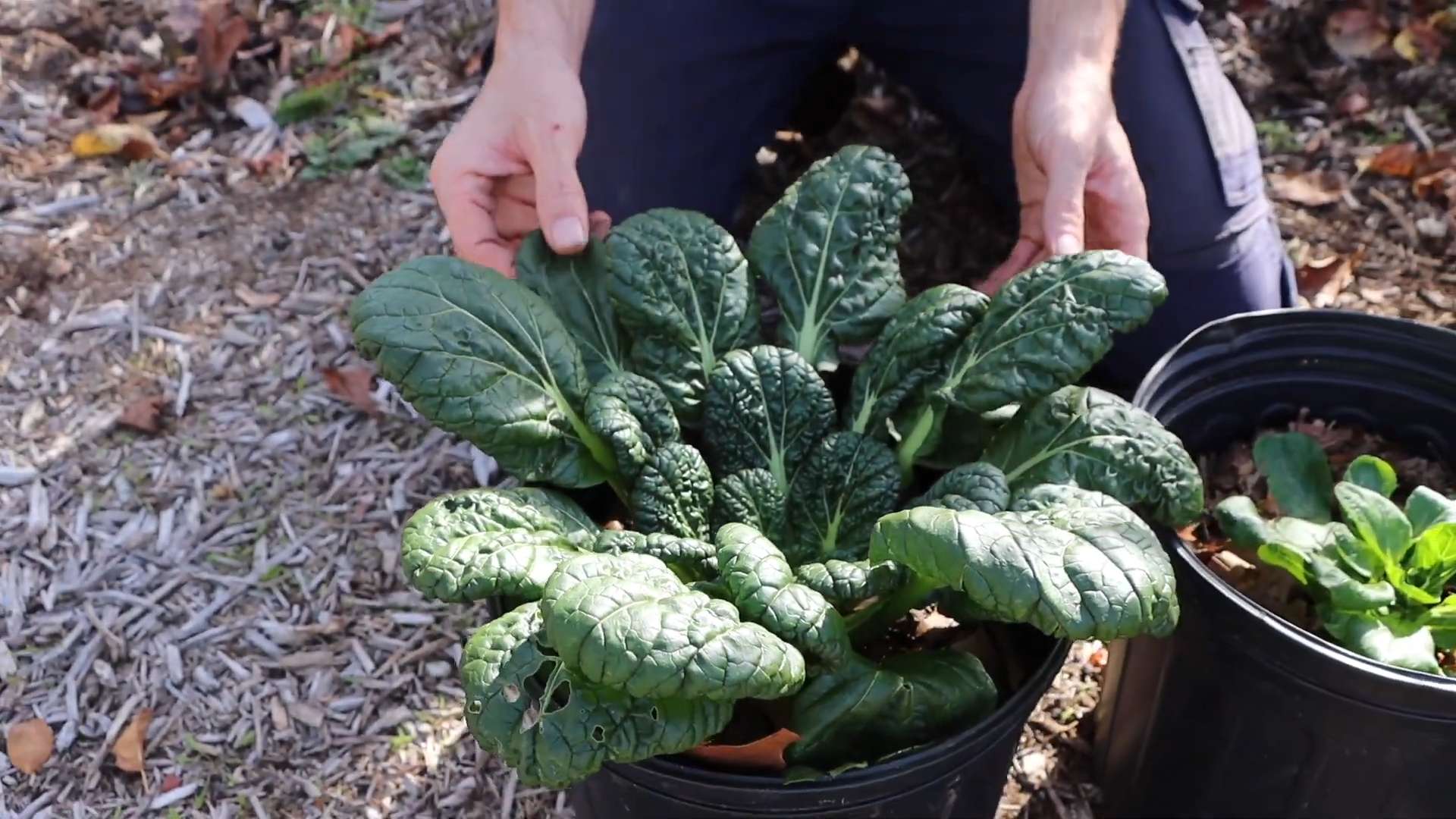 Winter garden crops