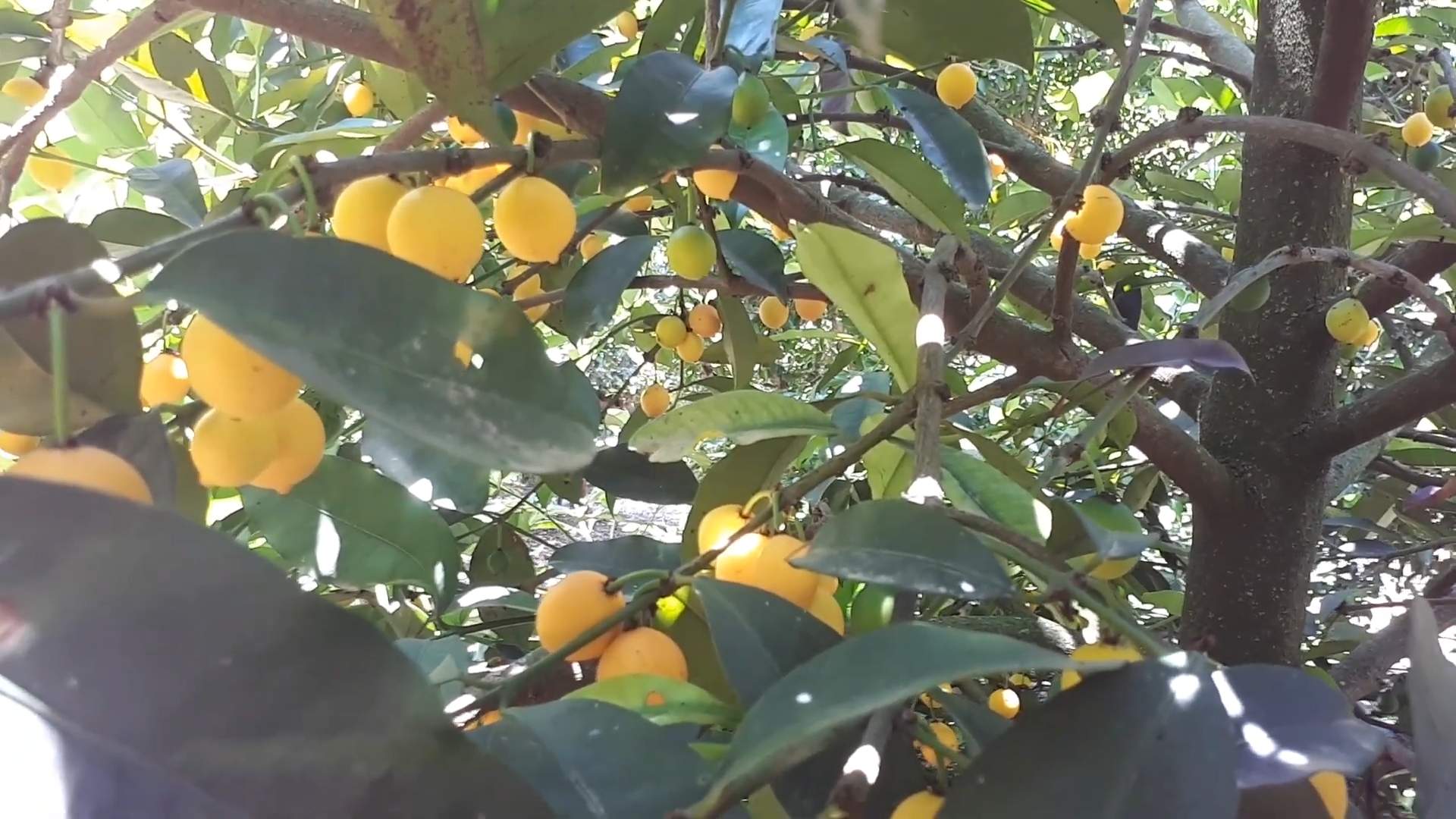 Garcinia Intermedia Growing Guide