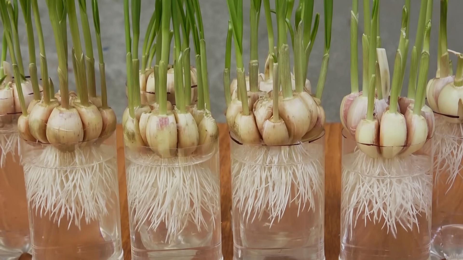 Grow Garlic in Plastic Bottles